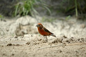 Crossbill, Red, 2005-06041660 Boise ID area